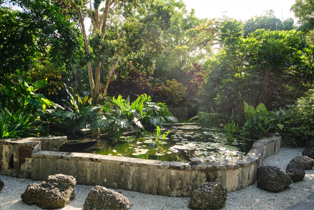 The Kampong Lily Pond <br /> Image copyright: Rodrigo Gaya and The National Tropical Botanical Garden