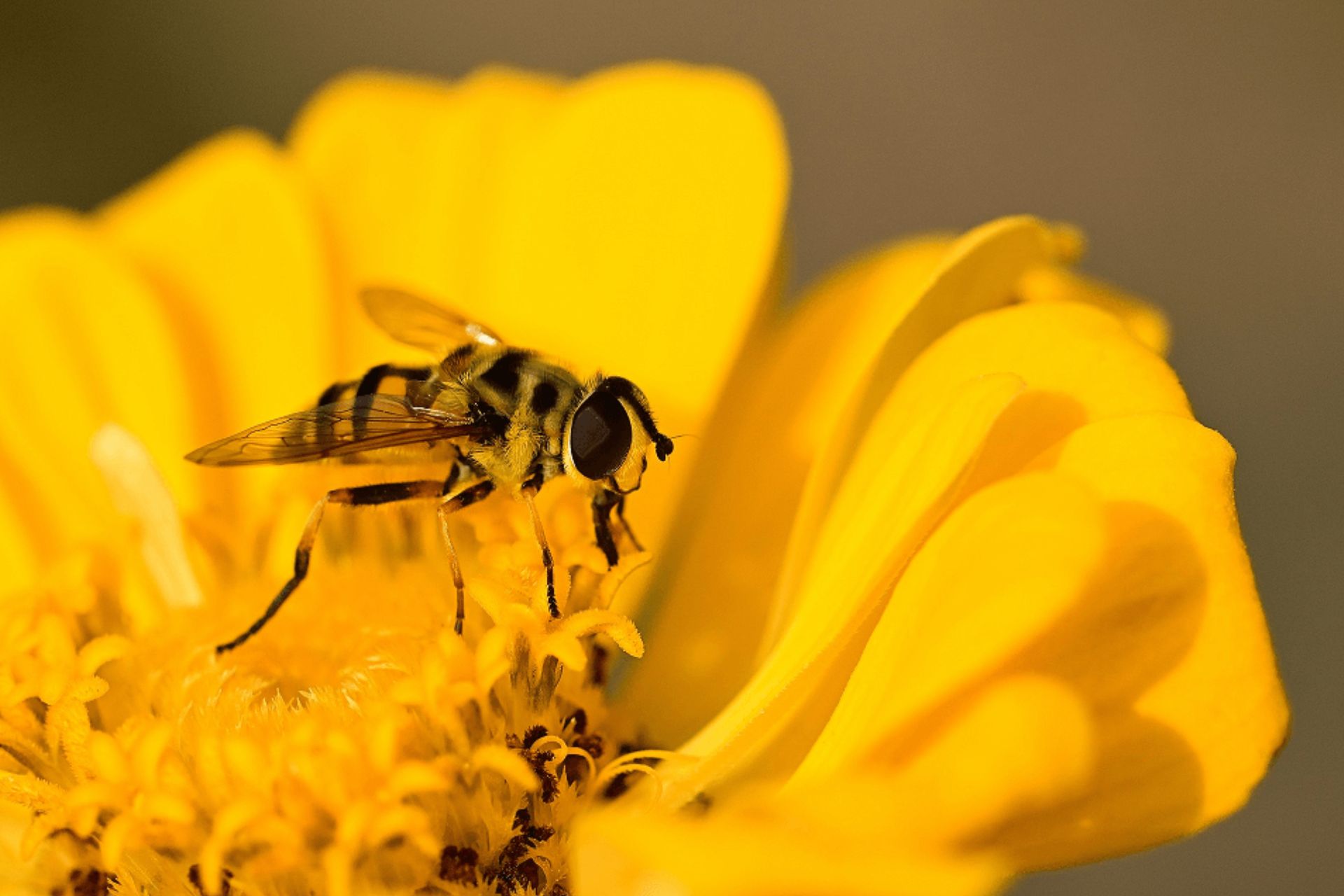 Assiax to relaunch the Queen Bee biodiversity Contest